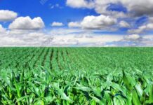 Over 3,000 farmers benefit NG-CARES programme in Katsina