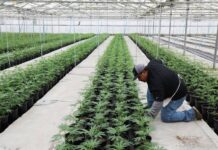 Morocco legalizes farming cannabis