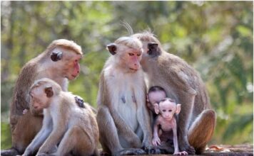 Sri Lanka exports monkeys to China