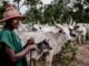 Fulanis under attack in Ghana