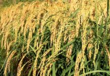 Food Security, food pricing and sustainability in Nigeria