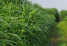 Nigerian farmers supply grasses worth N54 billion