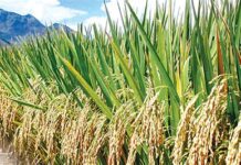 Nigeria faces food security threat