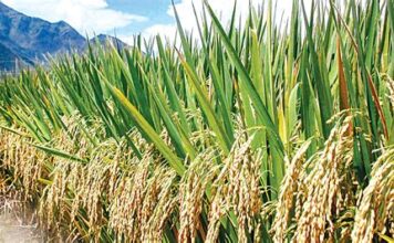 Nigeria faces food security threat