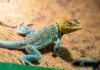 Ban on lizard export in force -Nigerian Customs