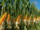 Help secure our farms, minister urges police