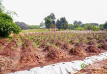 Katsina za ta farfado da hadin gwiwa da Songhai don bunkasa Mairuwa, Dutsinma