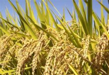 Food security: FG banks on Katsina, others