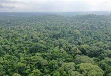 FGN clears forests infested by criminal gangs