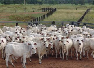 Gov Alia orders herdsmen to leave Benue
