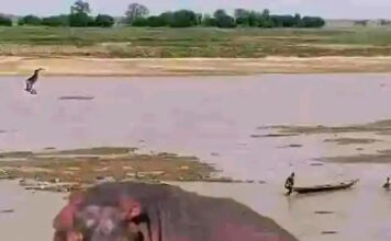 Nursing HIppopotamus kills fisherman In Kebbi