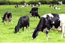 Farmers – Fulani: Trouble brews in Kebbi