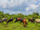 FGN rehabilitates 417 grazing reserves