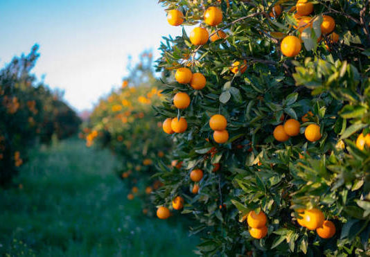 Youth Innovation, Climate Adaptation Boost Orange Farming in Northern Nigeria