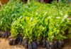 Katsina Targets 11 Million Trees, Gov. Radda