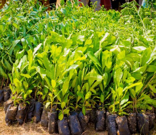 Katsina Targets 11 Million Trees, Gov. Radda