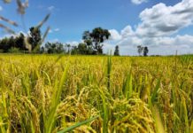 Emir Sanusi II warns on dangers of reliance on food import